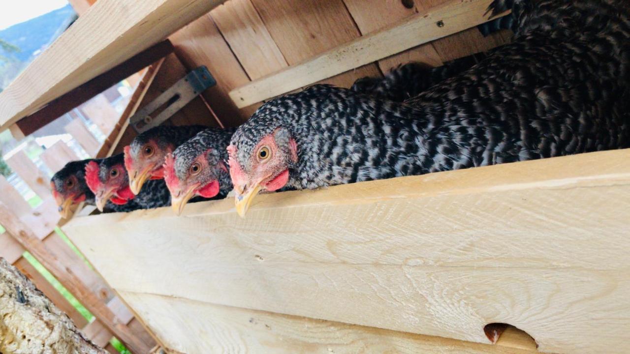 Vakantieboerderij Nasnergut Radstadt